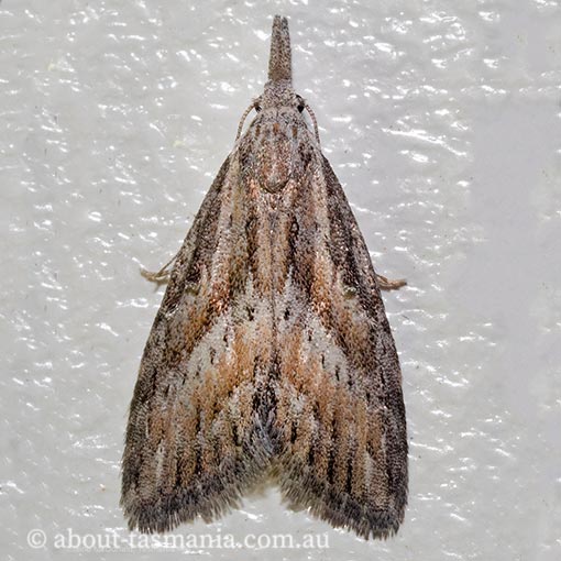 Nola aulacota, Nolidae, Tasmania, moth