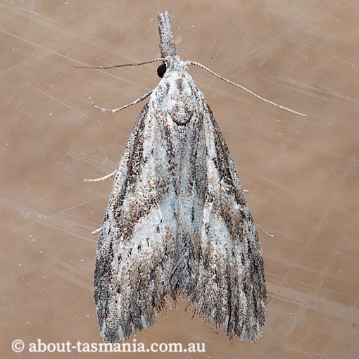 Nola aulacota, Nolidae, Tasmania, moth