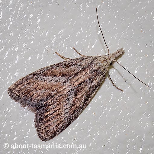 Nola aulacota, Nolidae, Tasmania, moth