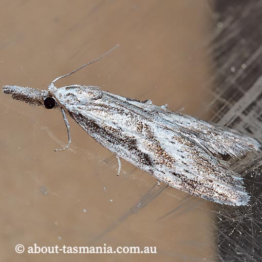 Nola aulacota, Nolidae, Tasmania, moth