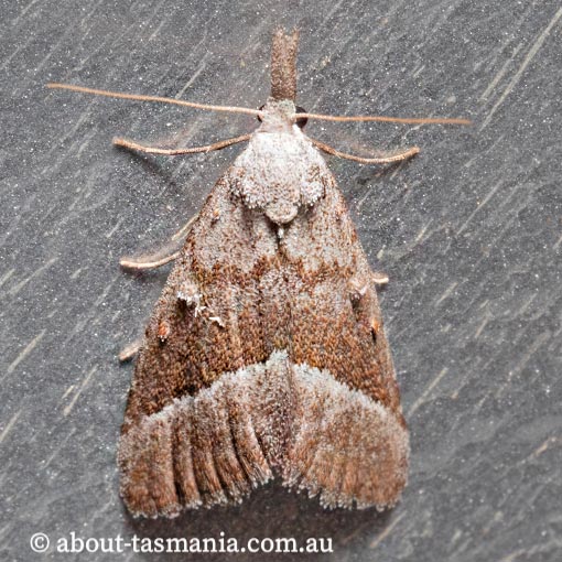 Nola tholera, Nolidae, Tasmania, moth