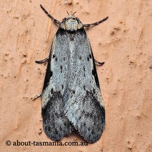 Philobota moestella, Oecophoridae, Tasmania, moth