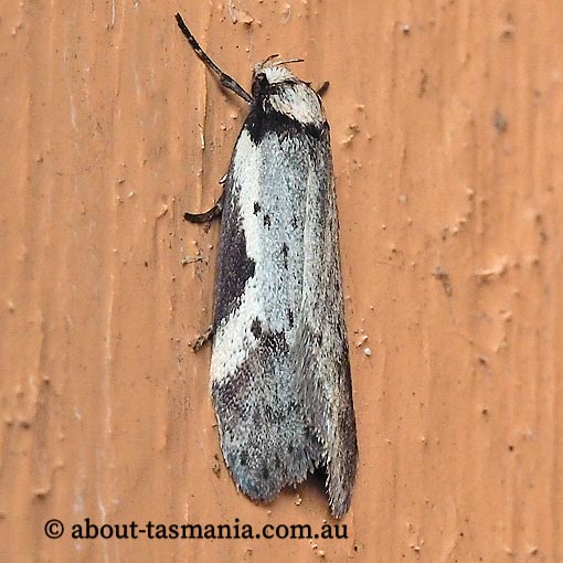 Philobota moestella, Oecophoridae, Tasmania, moth