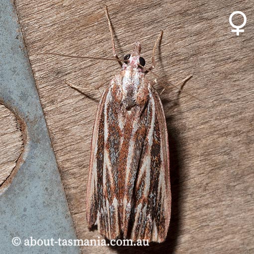 Rhynchopsota delogramma, Geometridae, Tasmania, moth