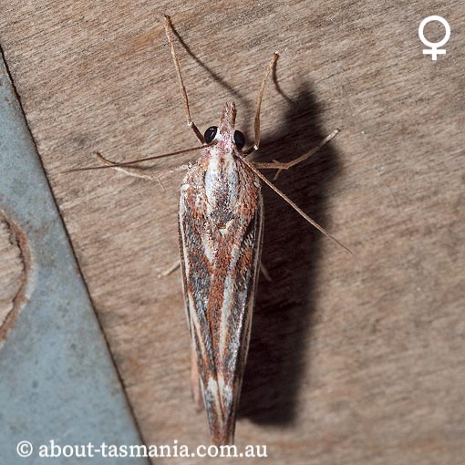 Rhynchopsota delogramma, Geometridae, Tasmania, moth