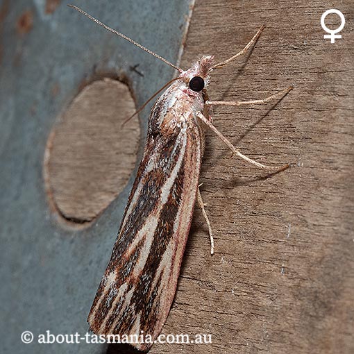 Rhynchopsota delogramma, Geometridae, Tasmania, moth