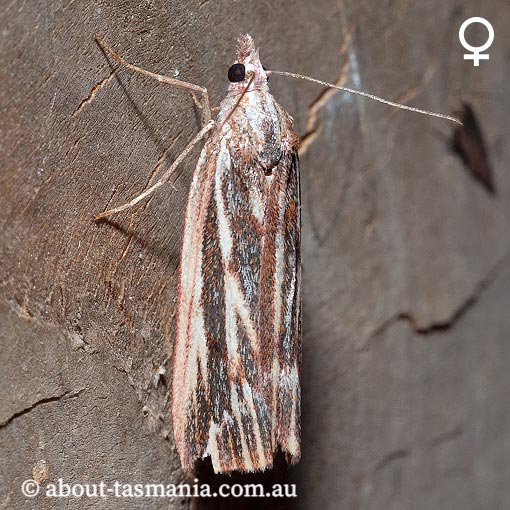 Rhynchopsota delogramma, Geometridae, Tasmania, moth