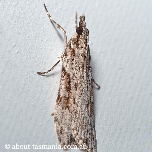 Scoparia plagiotis, Crambidae, moth, Tasmania