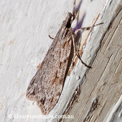 Scoparia plagiotis, Crambidae, moth, Tasmania