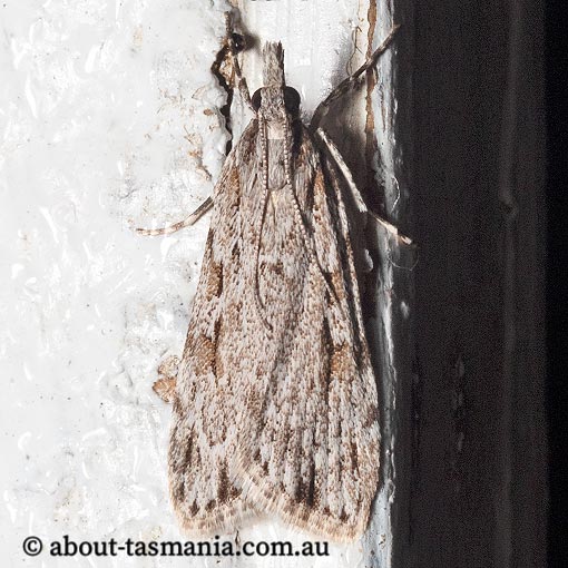 Scoparia plagiotis, Crambidae, moth, Tasmania