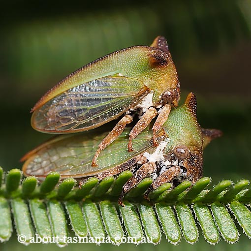 Sextius sp., Green Treehopper,  ‎Membracidae, Tasmania