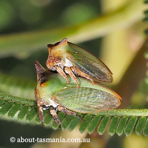 Sextius sp., Green Treehopper,  ‎Membracidae, Tasmania