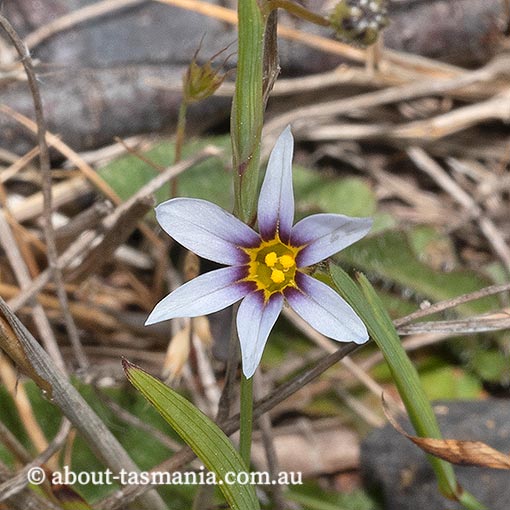 Sisyrinchium iridifolium, Tasmania