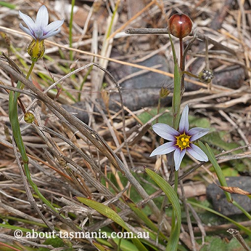 Sisyrinchium iridifolium, Tasmania