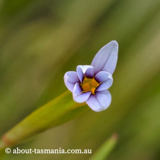 Sisyrinchium iridifolium, Tasmania