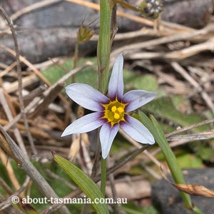 Sisyrinchium iridifolium