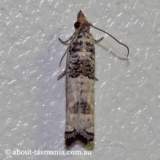 Spilonota constrictana, Tortricidae, Tasmania, moth