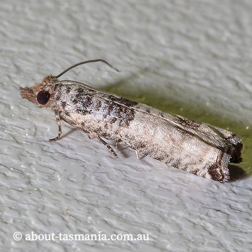 Spilonota constrictana, Tortricidae, Tasmania, moth