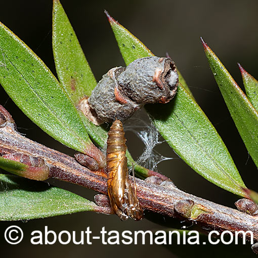 Spilonota constrictana, Tortricidae, Tasmania, moth