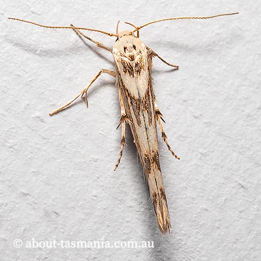 Stathmopoda acontias, Oecophoridae, Tasmania, moth