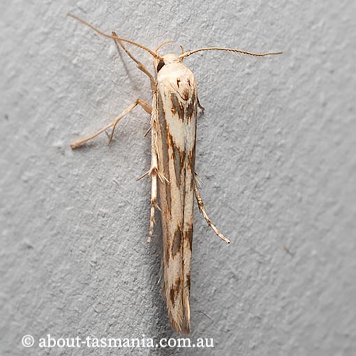 Stathmopoda acontias, Oecophoridae, Tasmania, moth