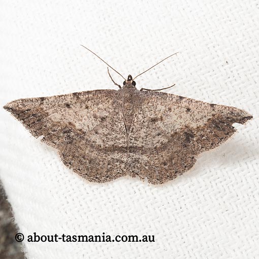 Taxeotis subvelaria, Geometridae, Tasmania, moth