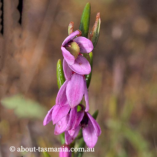 Tetratheca procumbens, Tasmania