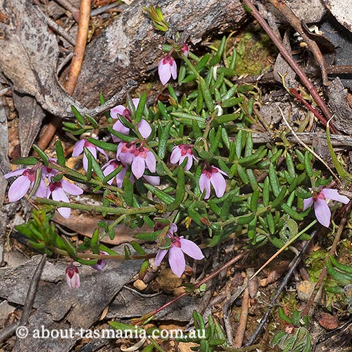 Tetratheca procumbens, Tasmania