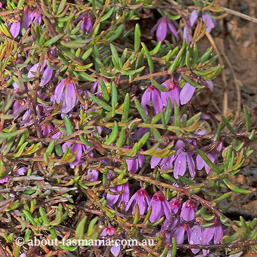 Tetratheca procumbens, Tasmania