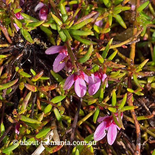 Tetratheca procumbens, Tasmania