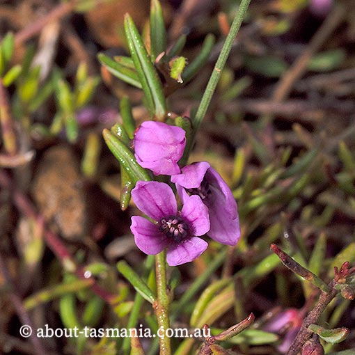 Tetratheca procumbens, Tasmania