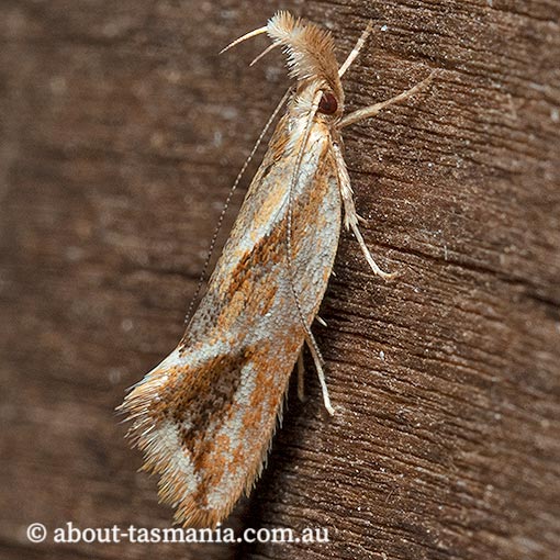 Thema endesma, Oecophoridae, Chezala group, Tasmania, moth