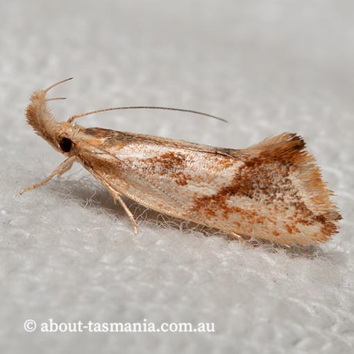 Thema endesma, Oecophoridae, Chezala group, Tasmania, moth