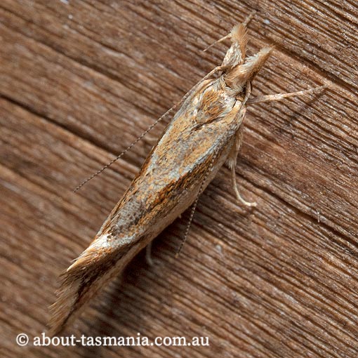 Thema endesma, Oecophoridae, Chezala group, Tasmania, moth