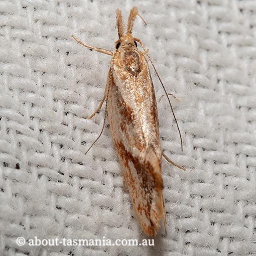 Thema endesma, Oecophoridae, Chezala group, Tasmania, moth