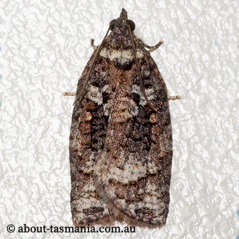 Thrincophora signigerana | About Tasmania