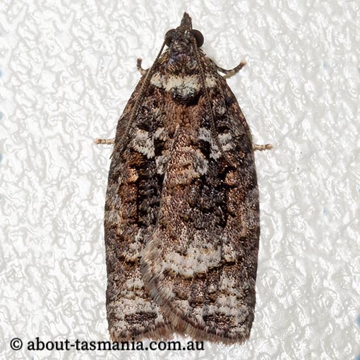 Thrincophora signigerana, Tortricidae, Tasmania, moth