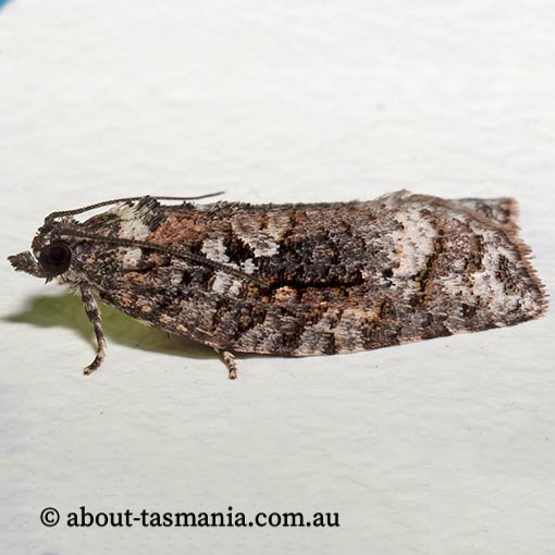 Thrincophora signigerana, Tortricidae, Tasmania, moth