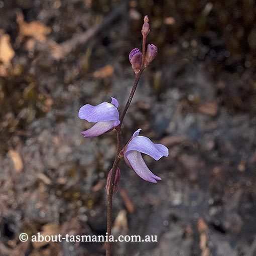 Utricularia lateriflora, Tasmania