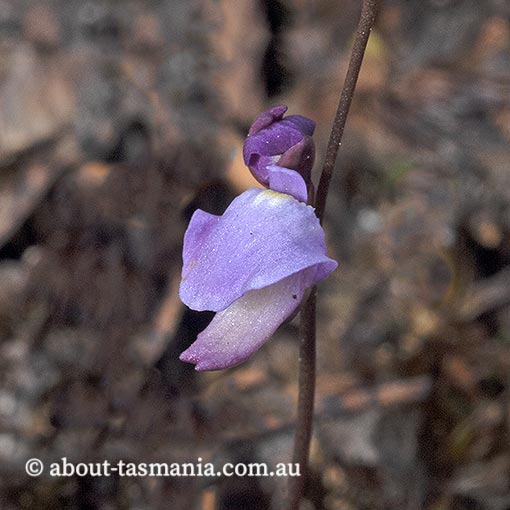 Utricularia lateriflora, Tasmania