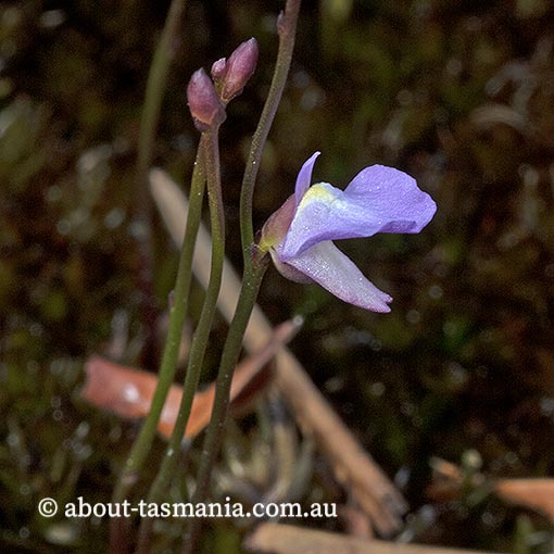 Utricularia lateriflora, Tasmania