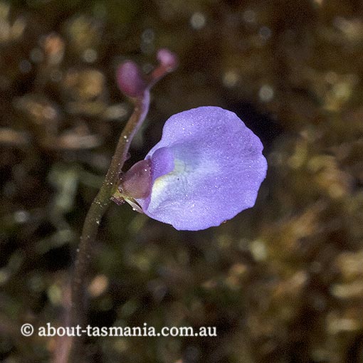 Utricularia lateriflora, Tasmania
