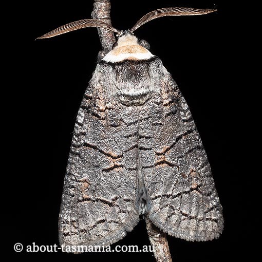 Zyganisus caliginosus, Cossidae Tasmania, moth