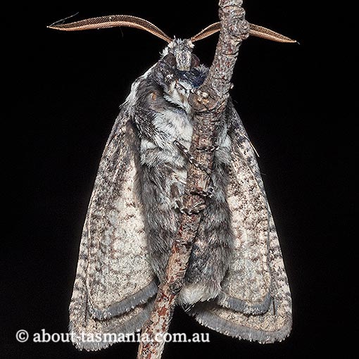 Zyganisus caliginosus, Cossidae Tasmania, moth