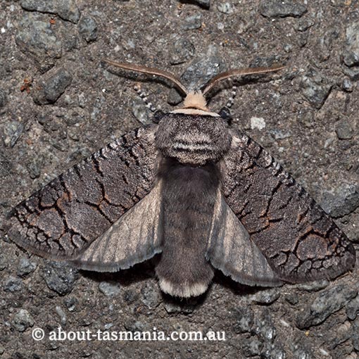Zyganisus caliginosus, Cossidae Tasmania, moth