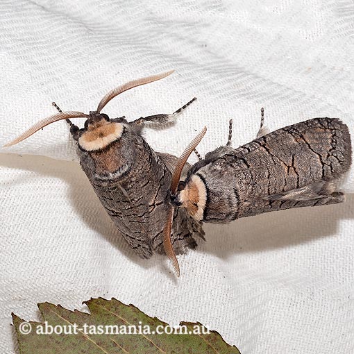 Zyganisus caliginosus, Cossidae Tasmania, moth