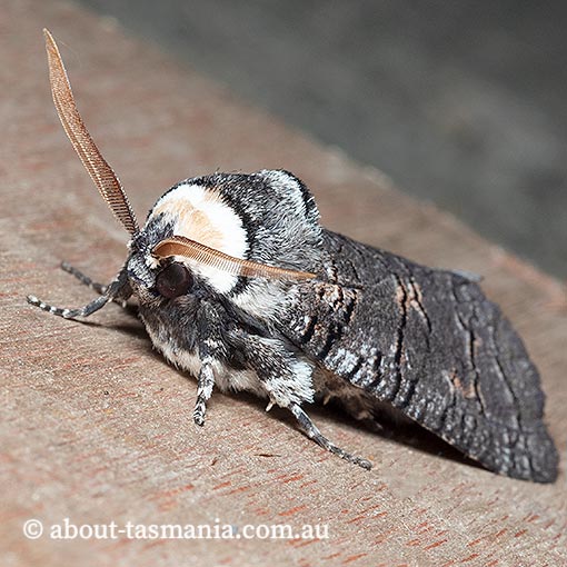 Zyganisus caliginosus, Cossidae Tasmania, moth