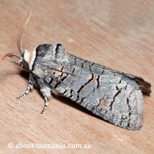 Zyganisus caliginosus, Cossidae Tasmania, moth