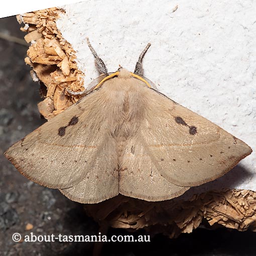 Anthela sp., Anthelidae, Tasmania, moth