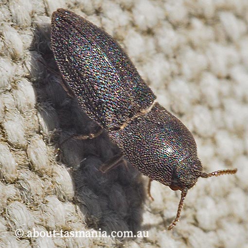Agrypnus sp., Click Beetle, Elateridae, Tasmania